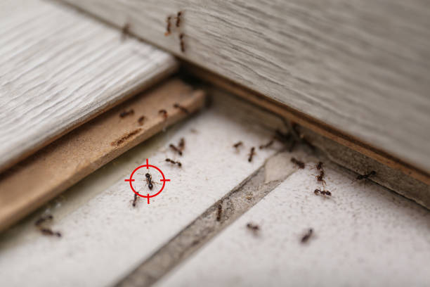 Best Flea Control Services  in Tiger Point, FL